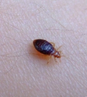 bedbug3 (2)